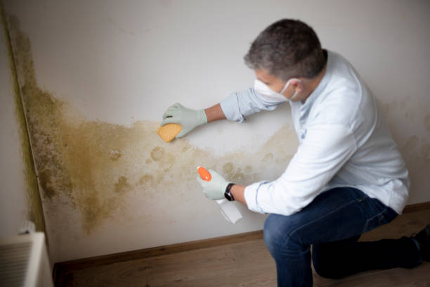  Rossville, KS Mold Removal Pros
