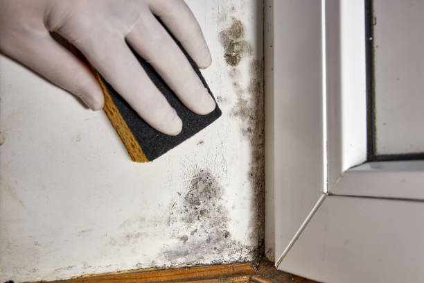 Best Dehumidification Services  in Rossville, KS